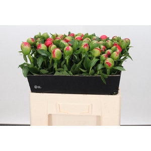Paeonia Coral Sunset