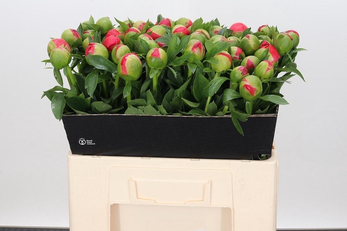 <h4>Paeonia Coral Sunset</h4>