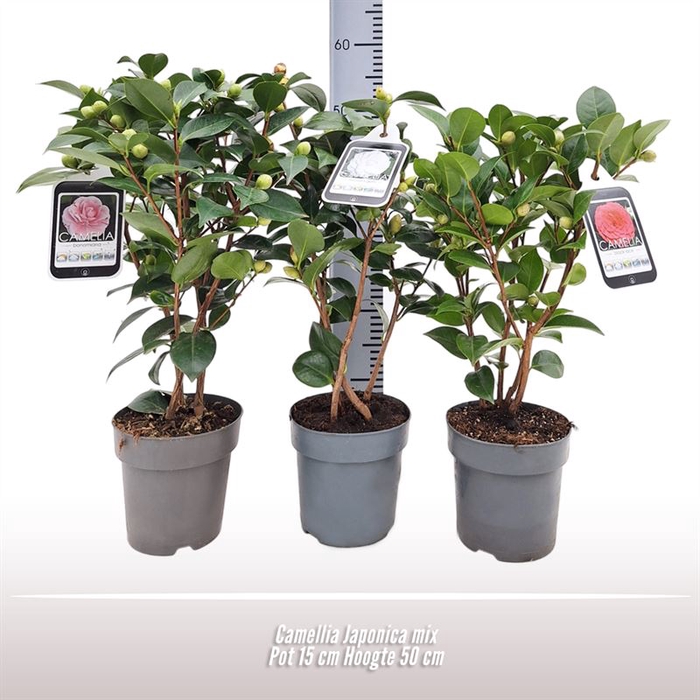 <h4>Camellia Japonica mix</h4>