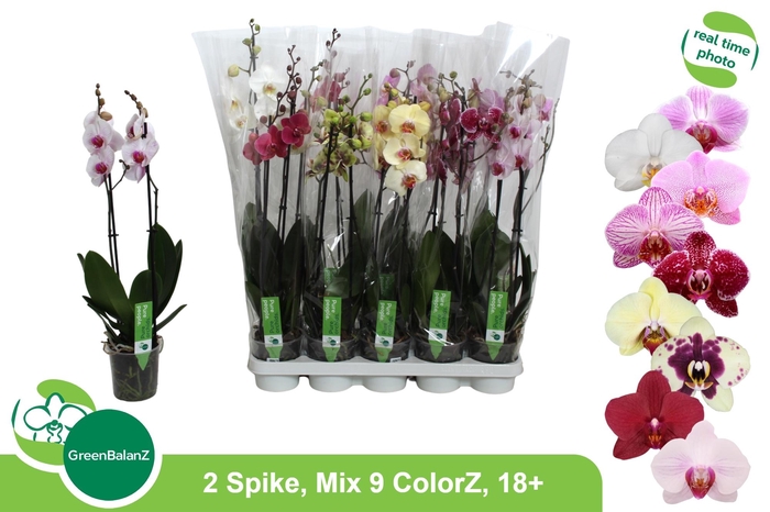 <h4>PHAL GEM 9 KL</h4>