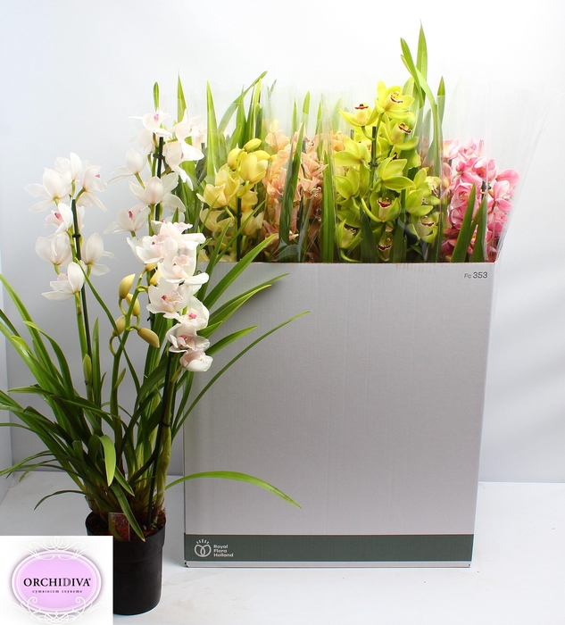 <h4>CYMB GEMENGD</h4>