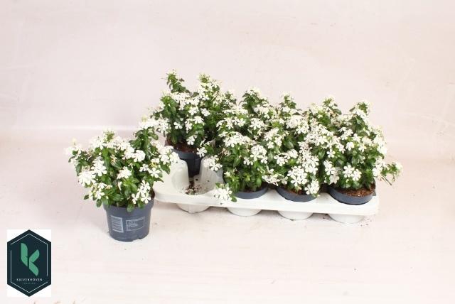 <h4>CATH SOIREE FR WHITE</h4>