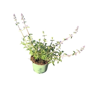 Nepeta Walkers Low