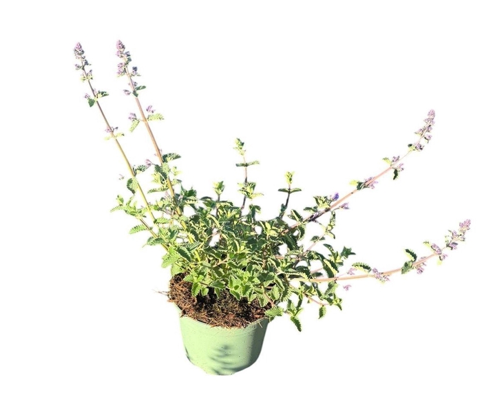 Nepeta Walkers Low