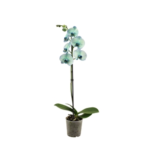 Phal I Am Polar Light 1T9+ (24 uur levertijd)