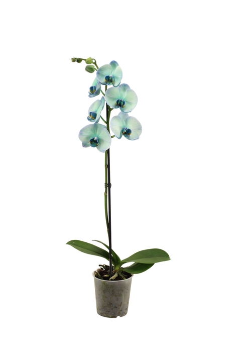 <h4>Phal I Am Polar Light 1T9+ (24 uur levertijd)</h4>