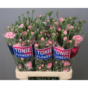 DI TR PINK AMELIE
