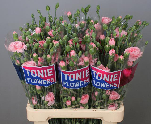 DI TR PINK AMELIE