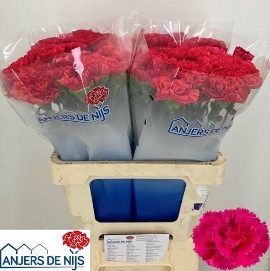 <h4>DI ST CERVANTES</h4>