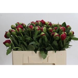 Paeonia Diana Parks