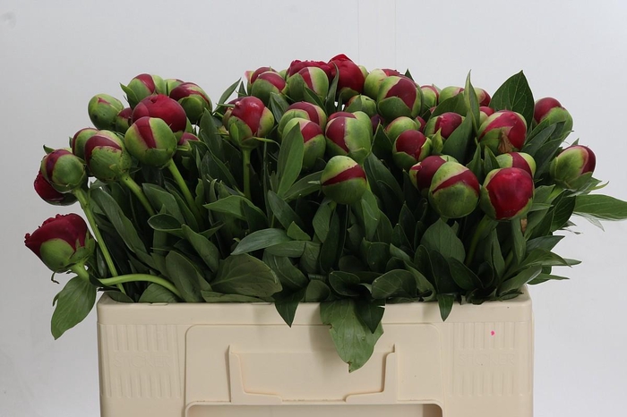 <h4>Paeonia Diana Parks</h4>