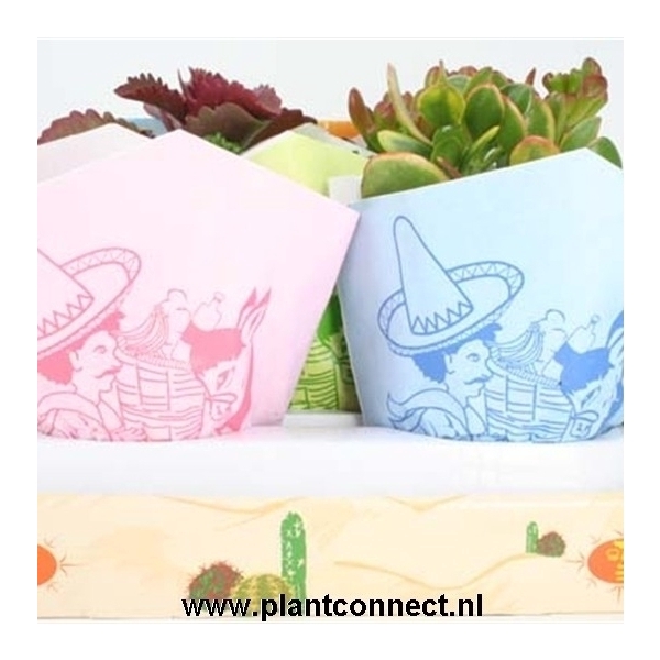 <h4>165 Succulent papierhoes 10.5 cm</h4>