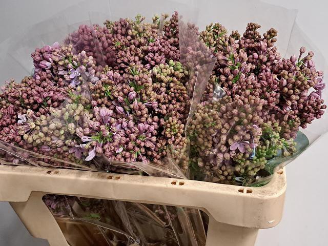 <h4>SYR V R V HORSTENST</h4>