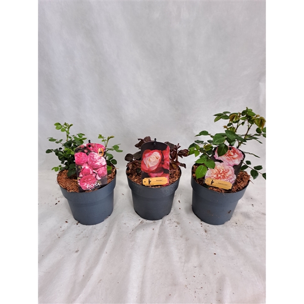 <h4>Roos struik grootbloemig P19 MIX licentie</h4>