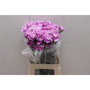 Di St Merletto Lavender