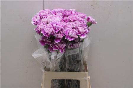 <h4>Di St Merletto Lavender</h4>