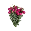 LISIANTHUS NIGHTINGALE VERMELHA 060 CM