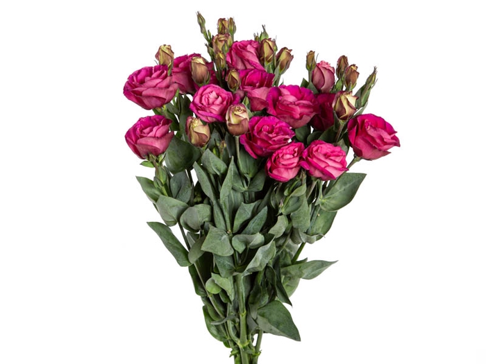 LISIANTHUS NIGHTINGALE VERMELHA 060 CM