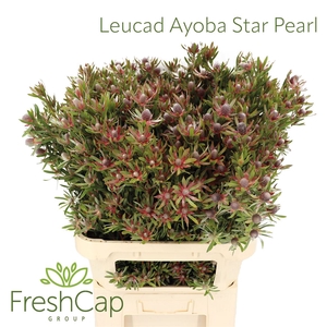 Leucad Ayoba Star Pearl