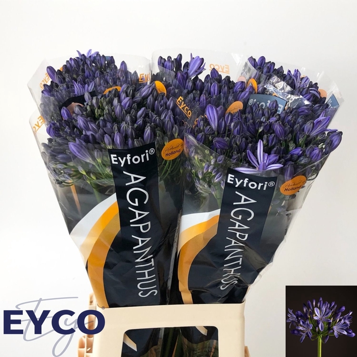 <h4>AGAP EYFORI BLUE</h4>