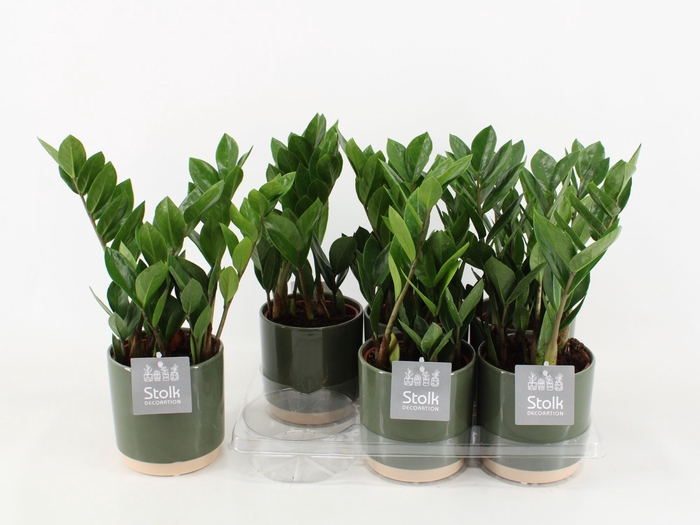 <h4>Zamioculcas Zamiifolia Keramiek Julia</h4>