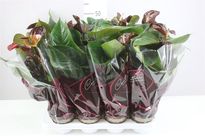 <h4>Anth An Tranquillo A2</h4>