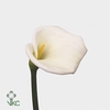 Zantedeschia ae innocence