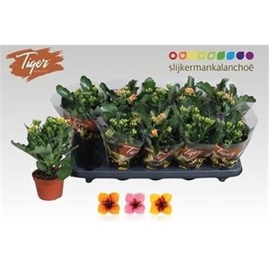 KAL EN TIGER GEM