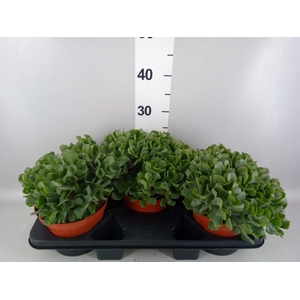 Crassula arborescens