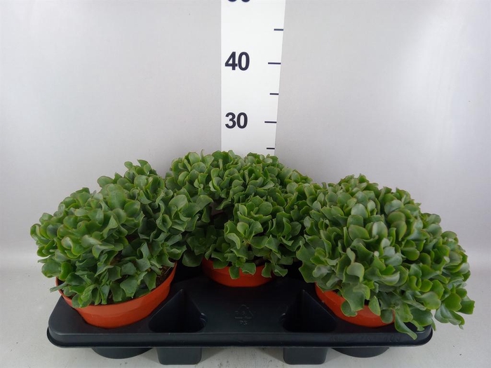 <h4>Crassula arborescens</h4>