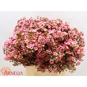 Chamelaucium Sarah's Delight
