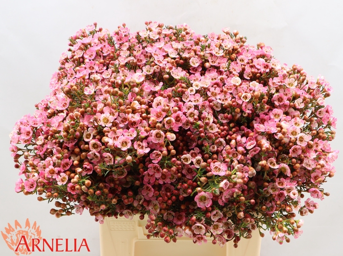 <h4>Chamelaucium Sarah's Delight</h4>