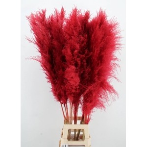DF Pampas 130cm Red