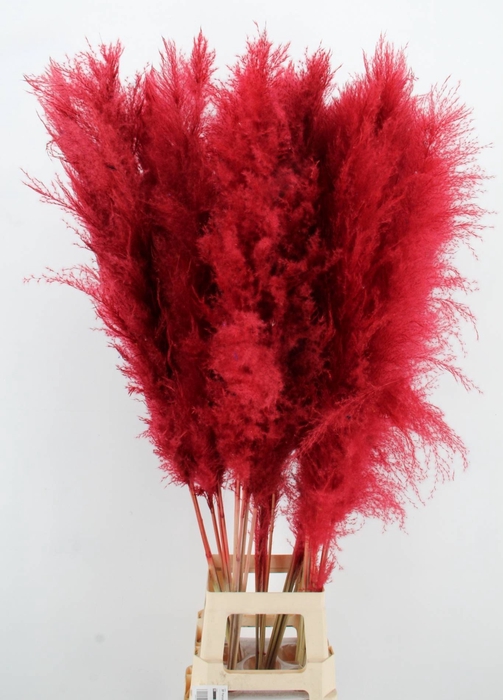 <h4>DF Pampas 130cm Red</h4>