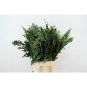 CONIFEER BLUE PER BUNCH