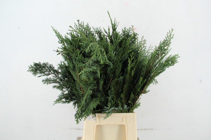 CONIFEER BLUE PER BUNCH