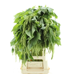 Amaranthus Hang Groen