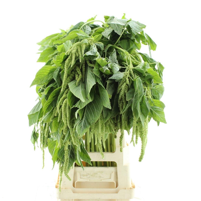 <h4>Amaranthus Hang Groen</h4>