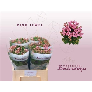 Bouvardia a fleur simple Pink Jewel