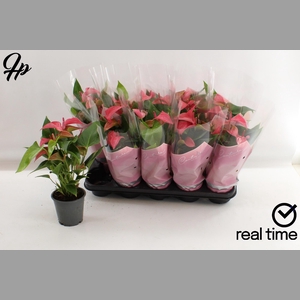 ANTHU FL ROMANTICO