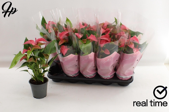 <h4>ANTHU FL ROMANTICO</h4>