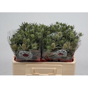 ERYN MAG WHIT LAGOON