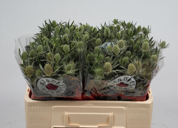 <h4>ERYN MAG WHIT LAGOON</h4>