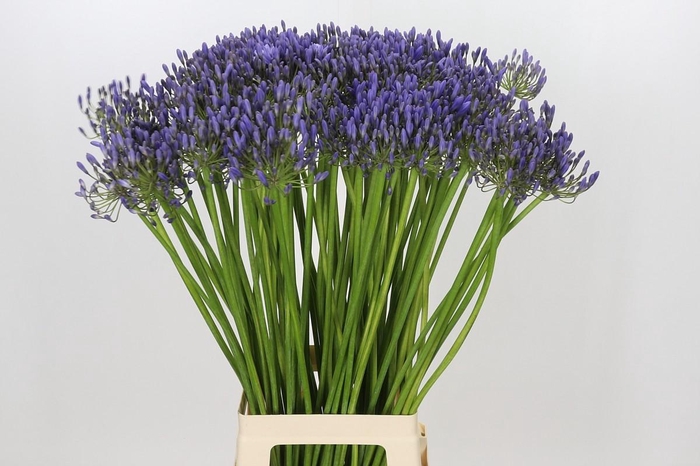 <h4>Agapanthus Donau</h4>