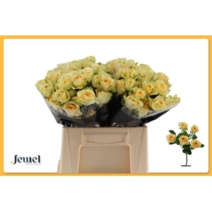 Rosa spray bandolero