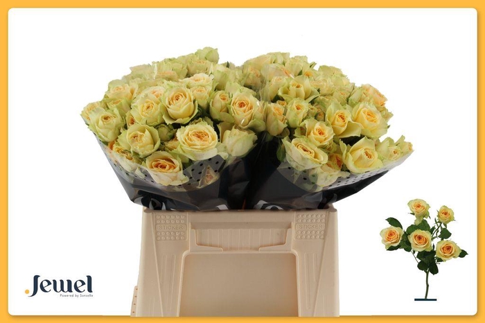 <h4>Rosa spray bandolero</h4>