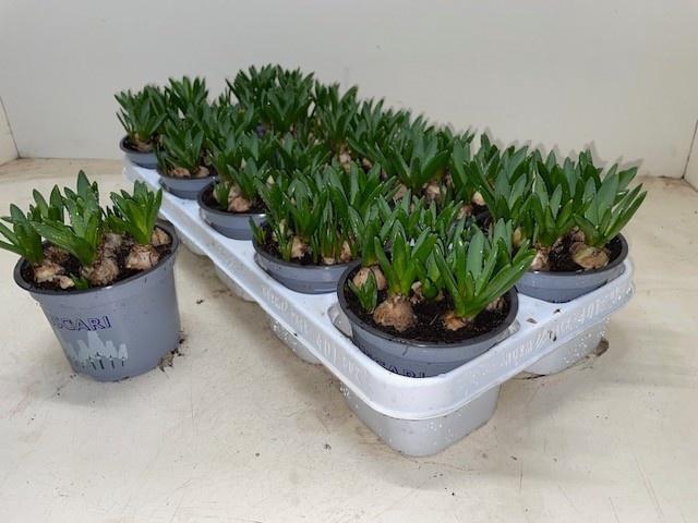 <h4>MUSCAR WHITE SPEAR</h4>