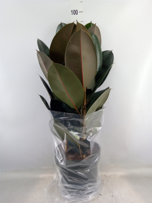 <h4>Ficus elastica 'Abidjan'</h4>