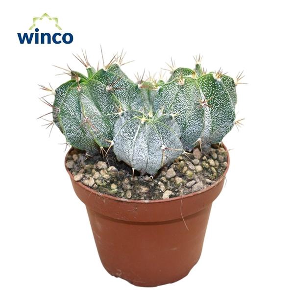 <h4>Astrophytum ornatum</h4>