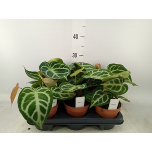 Anthurium   ...